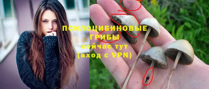 Псилоцибиновые грибы Magic Shrooms Борзя